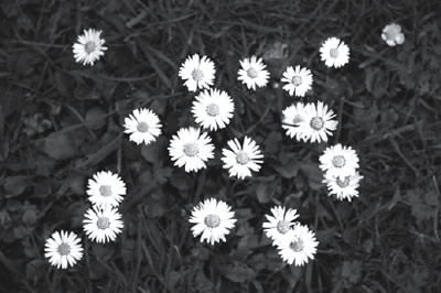 Photograph of daisies