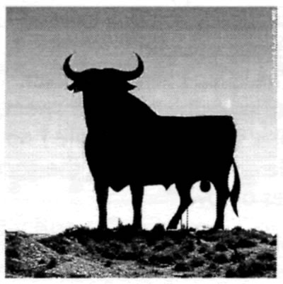photograph of black bull