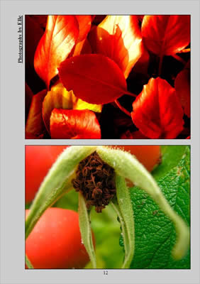photographs of red leaves and a green bud
