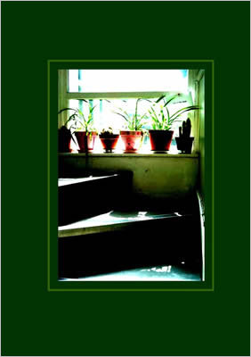Photo of pot plants in front of sunlit window on staircase.