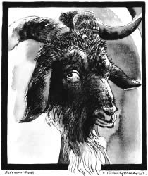 Michael Foreman - Bedroom Goat
