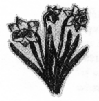 Untitled image of daffodils